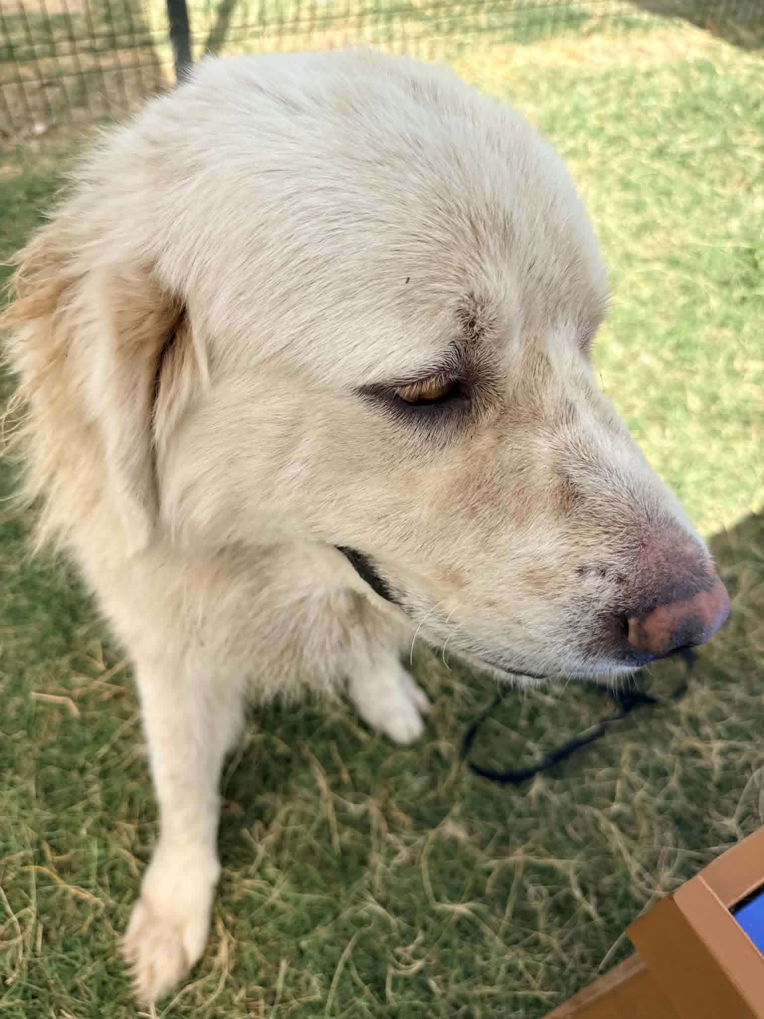 Remington